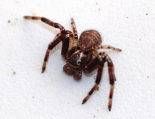 Xysticus sp.